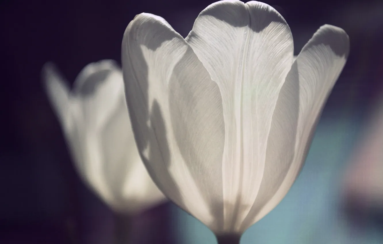 Photo wallpaper white, Tulip, petals