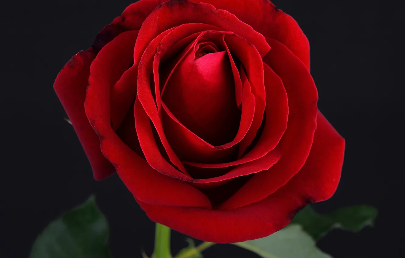 Photo wallpaper rose, red, rose, black, flower