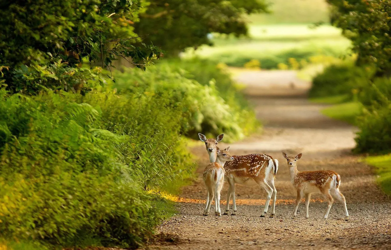 Photo wallpaper green, forest, animals, nature, bokeh, plants, path, Deer