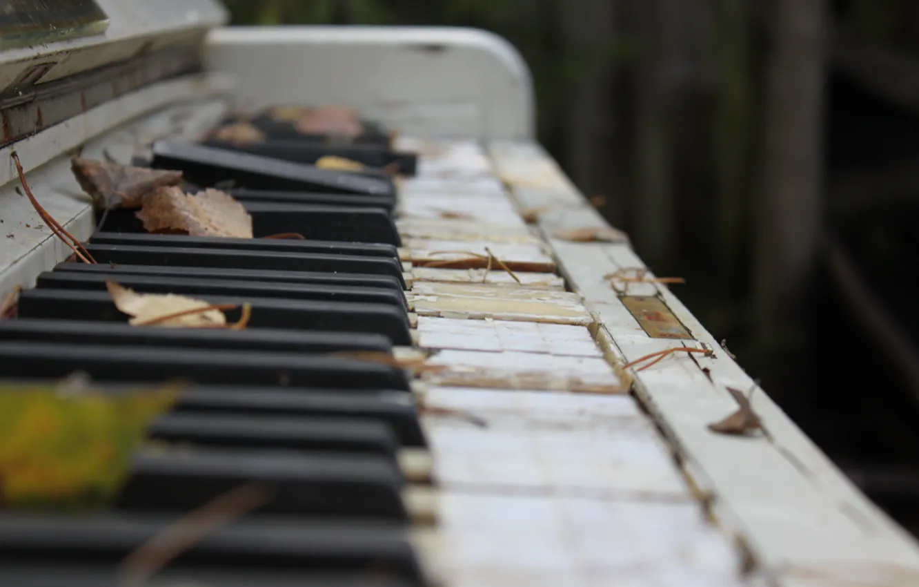 Photo wallpaper autumn, leaves, macro, broken, photo, keys, old, piano