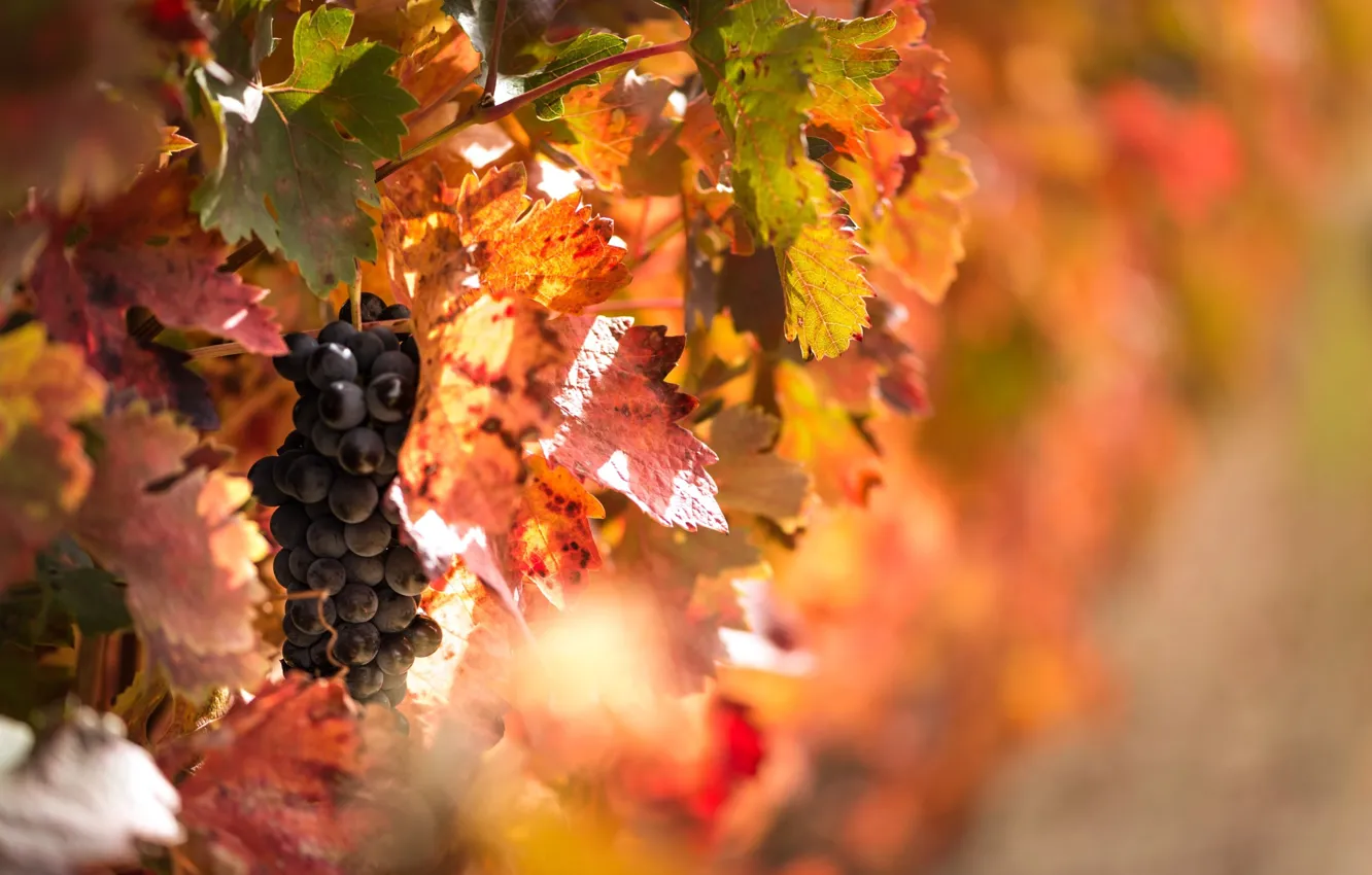 Photo wallpaper autumn, light, foliage, berry, grapes, fruit, bokeh, vine