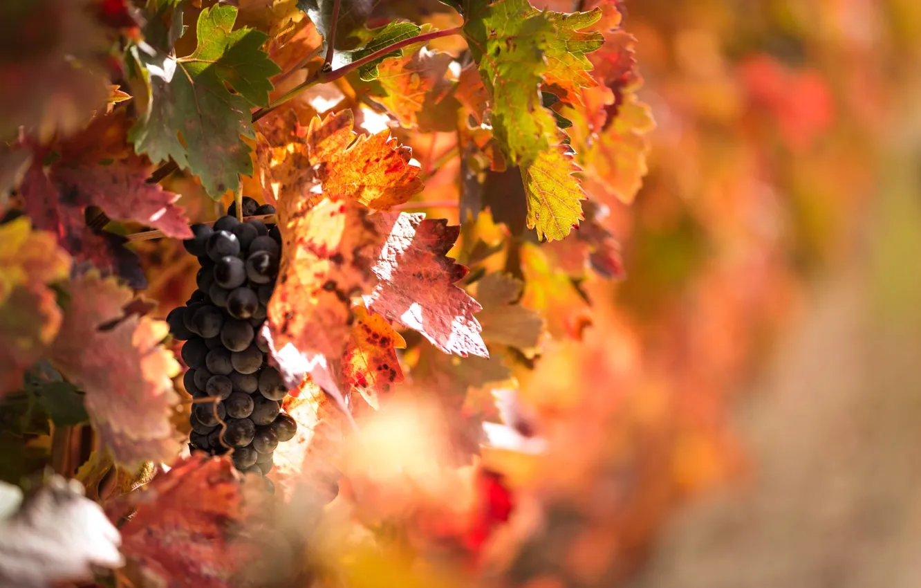 Photo wallpaper autumn, light, berries, foliage, grapes, fruit, bokeh, vine