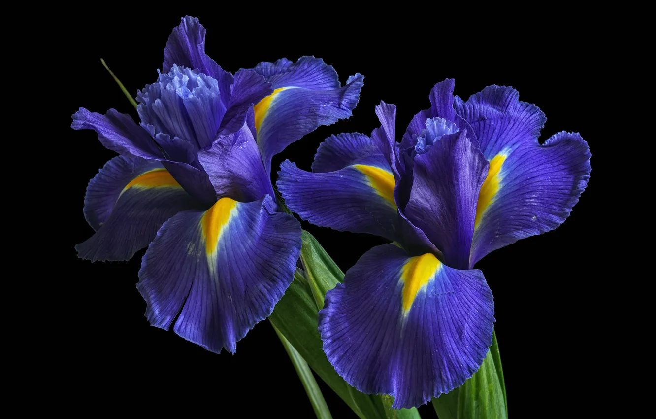 Photo wallpaper petals, Duo, irises, black background