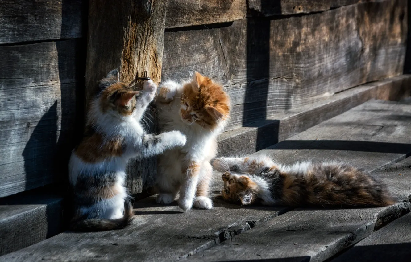 Photo wallpaper wood, animal, cats, cute, situation, playing, paws, fur