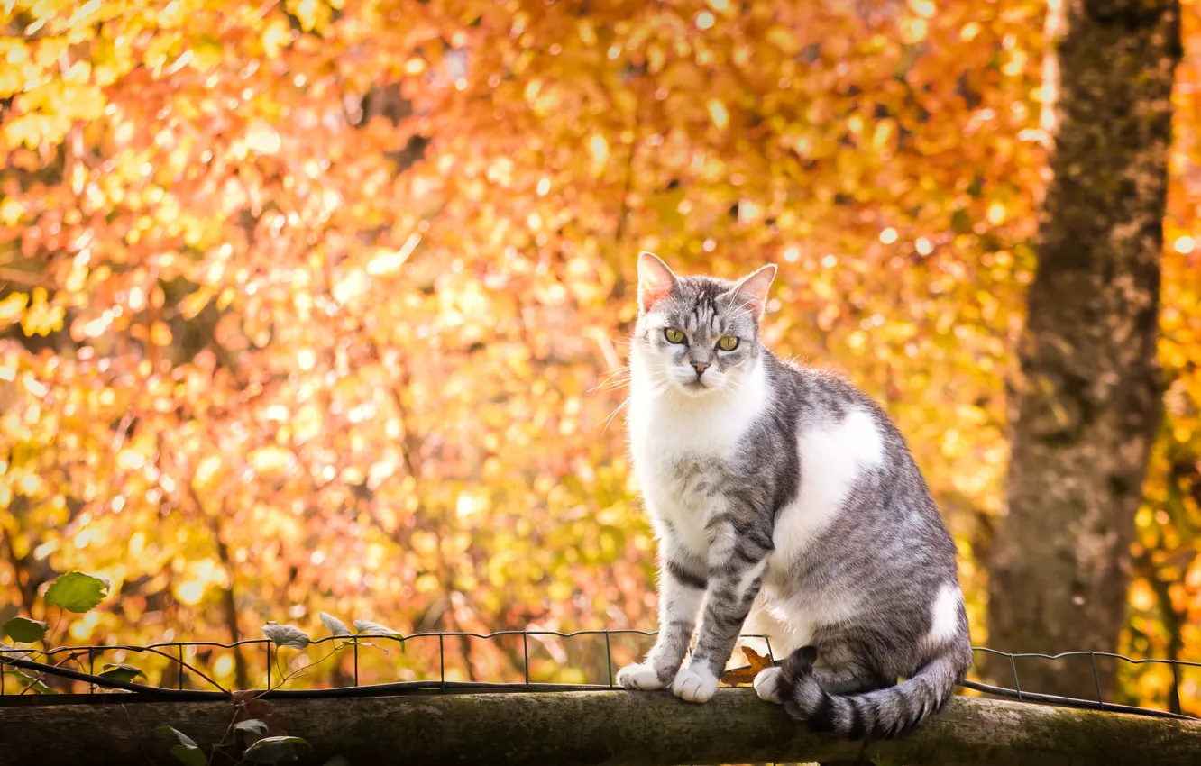 Photo wallpaper autumn, cat, log, bokeh