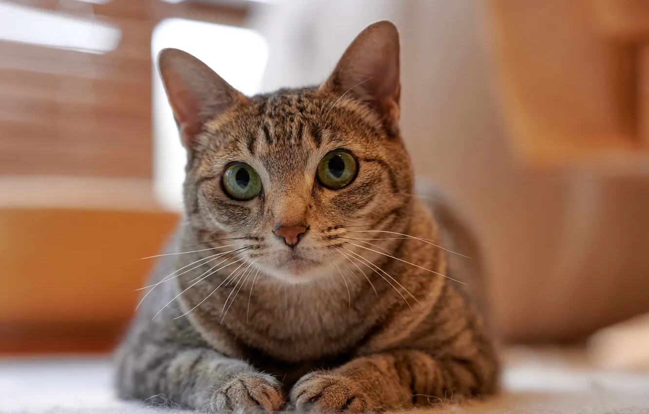 Photo wallpaper cat, look, legs, muzzle, cat