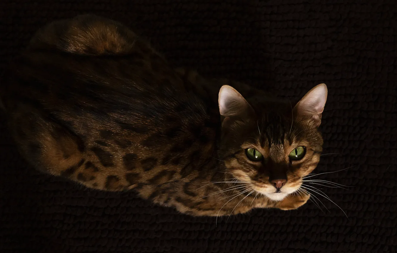 Photo wallpaper cat, cat, look, face, the dark background, lies, Mat, view