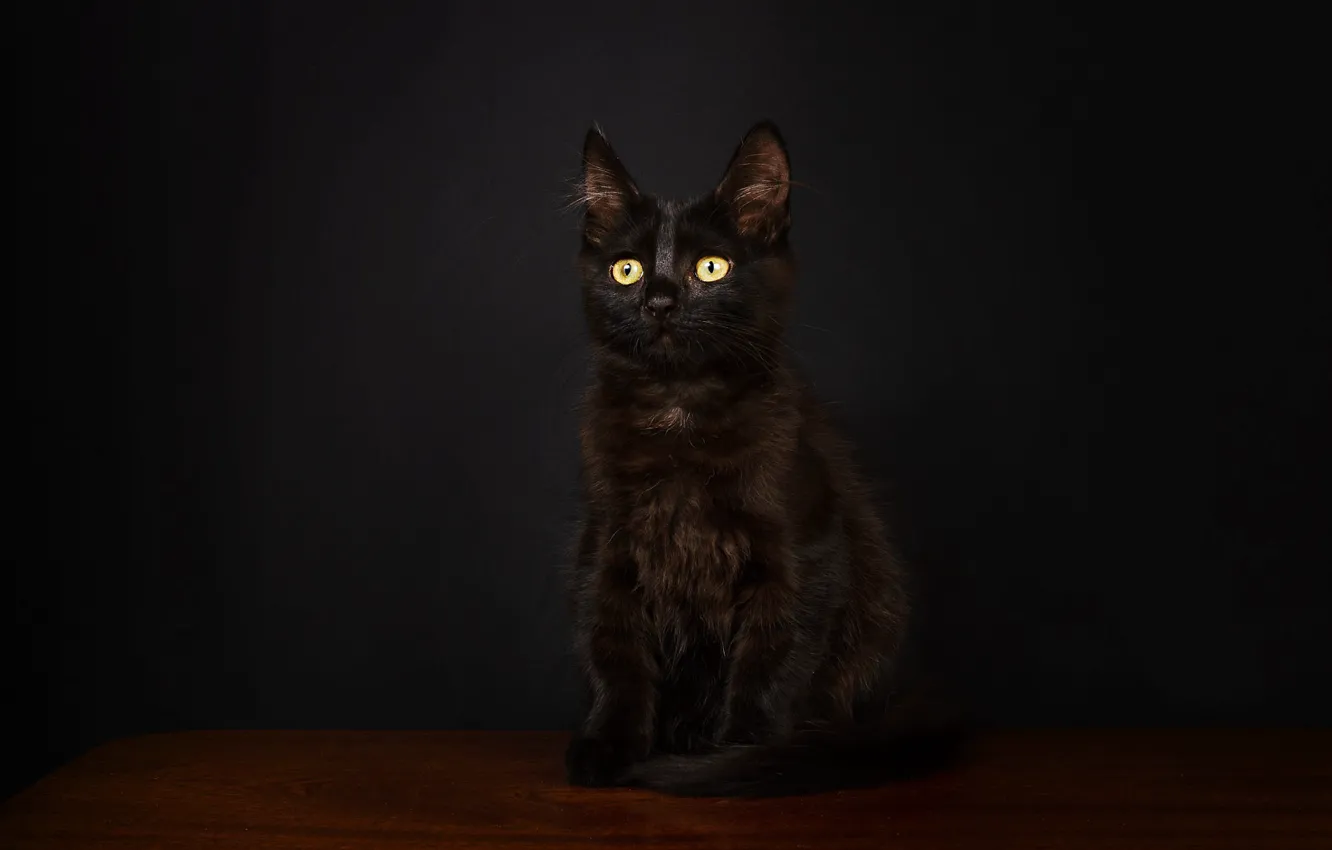 Photo wallpaper cat, look, pose, the dark background, kitty, black, muzzle, sitting