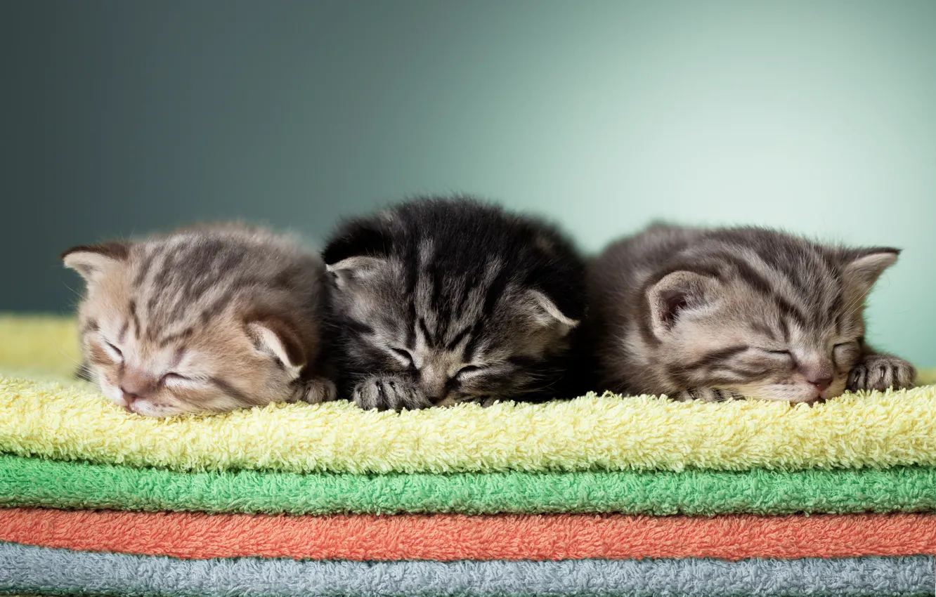 Photo wallpaper sleep, towel, baby, sleeping, kitty, trio