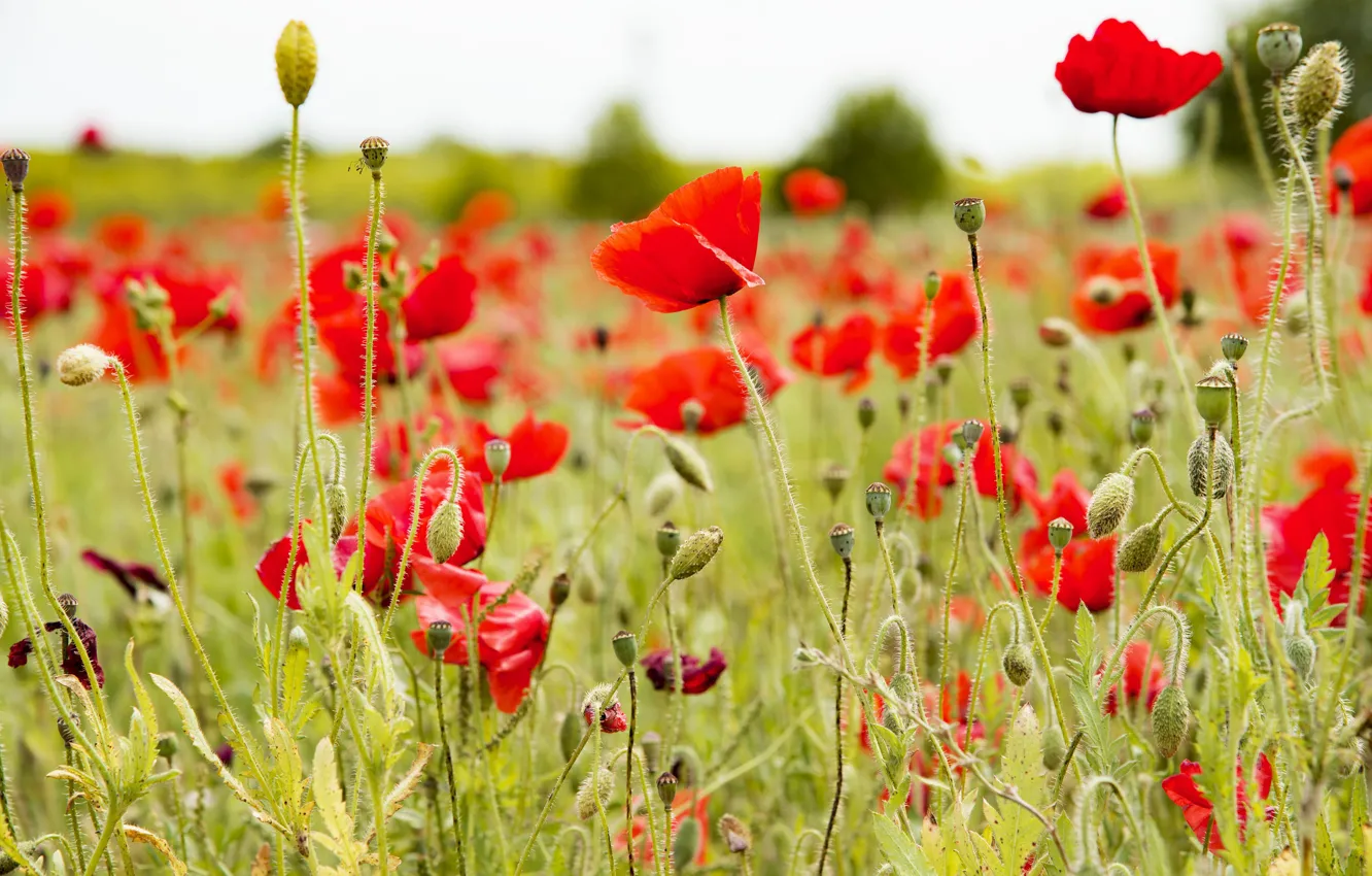 Photo wallpaper summer, the sky, flowers, red, glade, Mac, Maki, stem