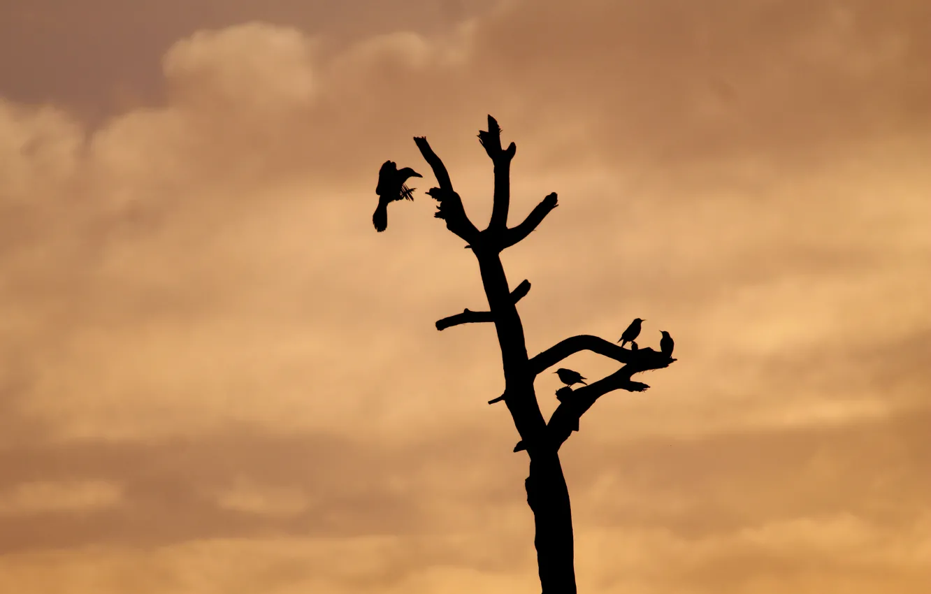 Photo wallpaper dark, nature, cloud, birds, dead tree
