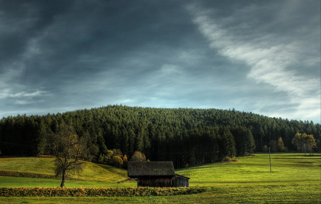 Photo wallpaper field, the sky, grass, tree