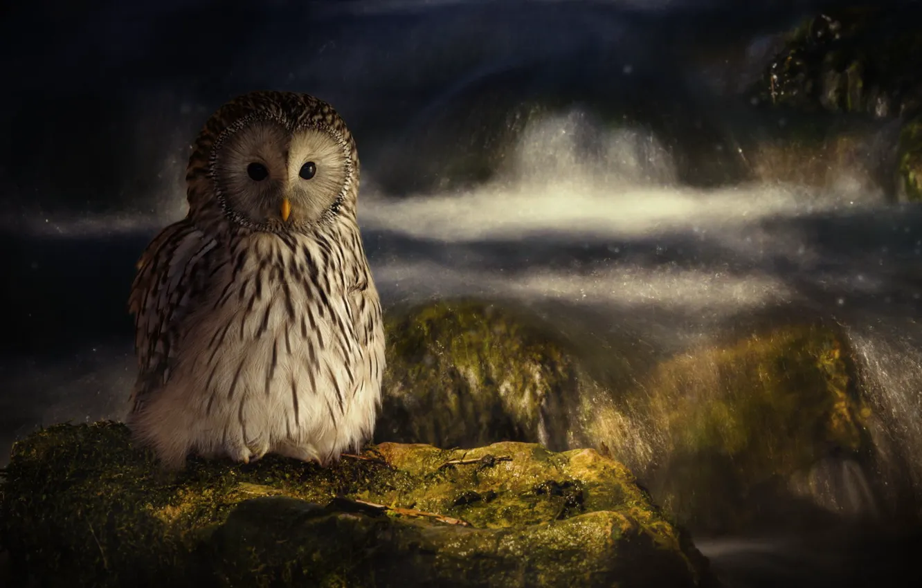 Photo wallpaper squirt, night, stream, owl, for, stone, moss