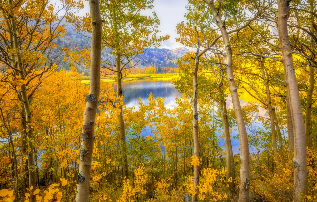 Photo wallpaper autumn, forest, trees, mountains, lake, shore, the bushes, pond