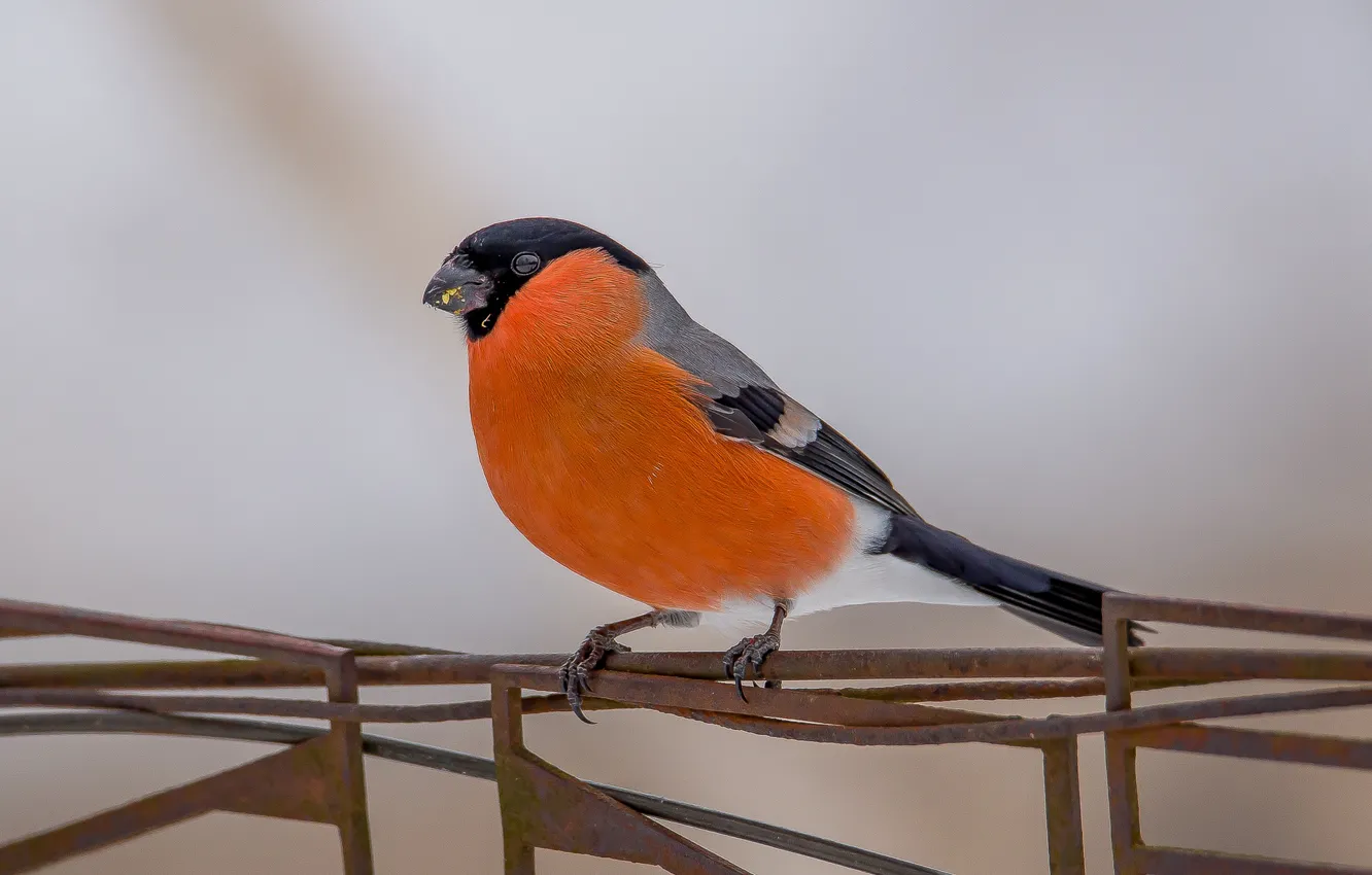Photo wallpaper winter, bird, bullfinch, photohunt