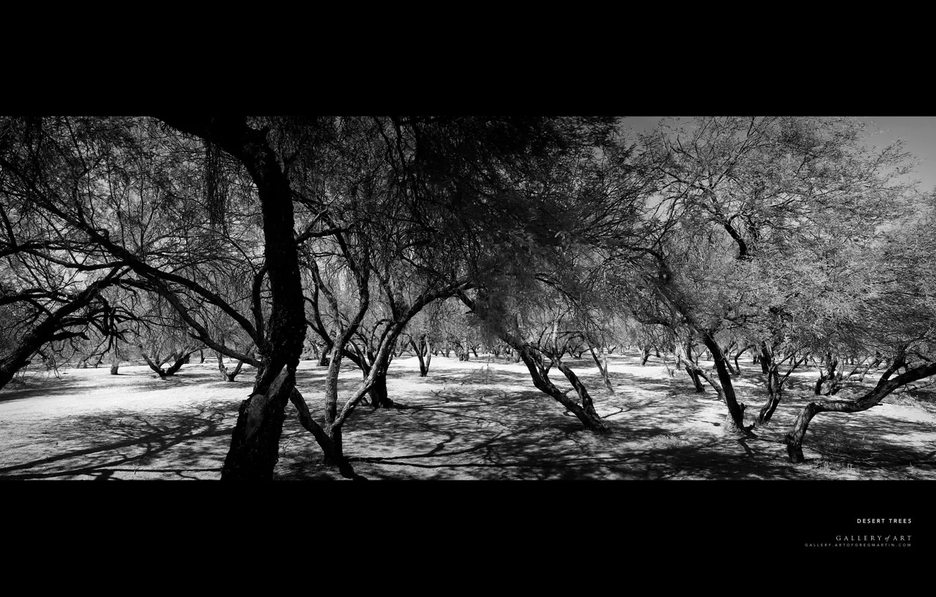 Photo wallpaper forest, desert, black and white