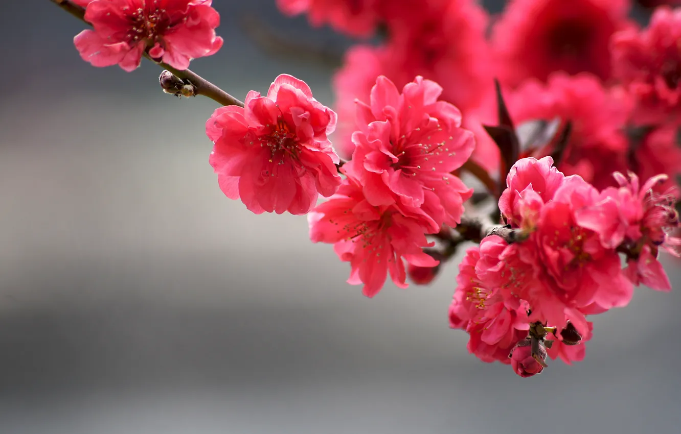 Photo wallpaper close-up, tree branch, blurred background, tree branch, bright colors, bright flowers, blurry background