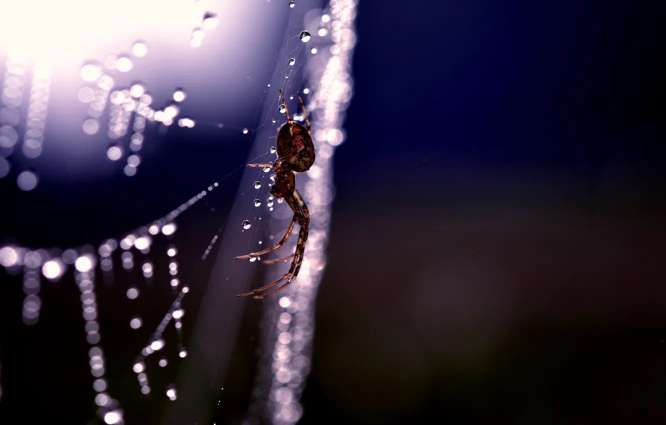 Photo wallpaper light, web, spider