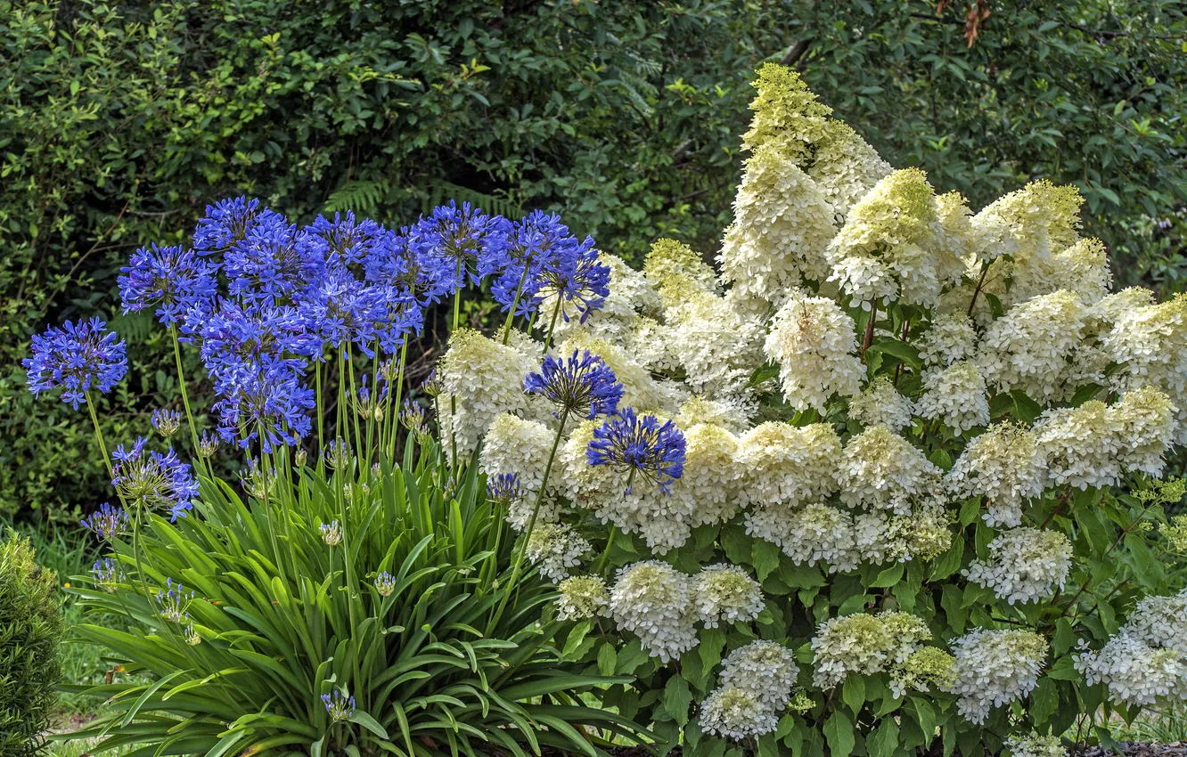 Photo wallpaper white, summer, flowers, blue, foliage, garden, white, flowerbed