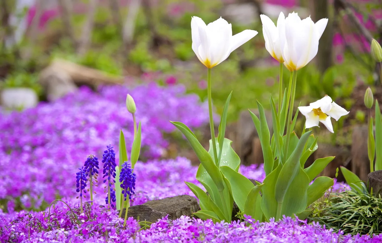 Photo wallpaper flowers, spring, tulips, flowerbed, Muscari