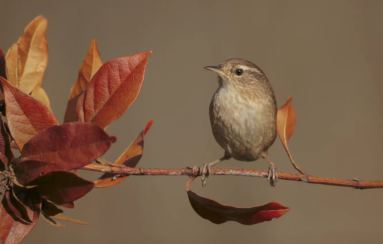 Photo wallpaper leaves, branches, bird, oatmeal