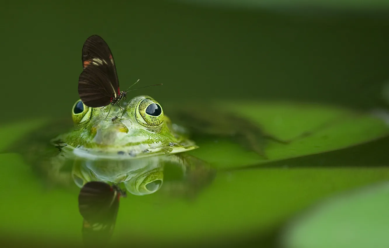 Photo wallpaper water, butterfly, frog
