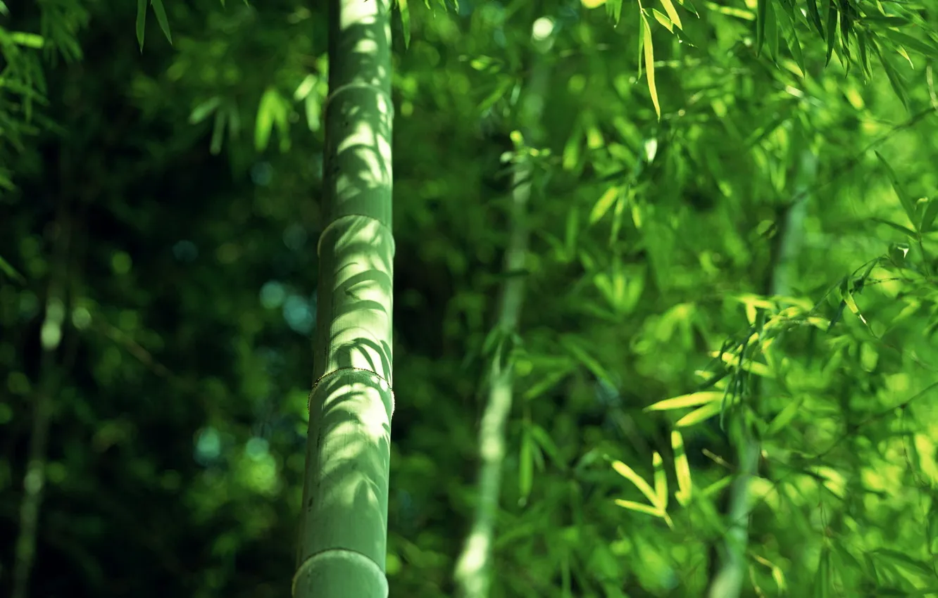 Photo wallpaper greens, foliage, bamboo