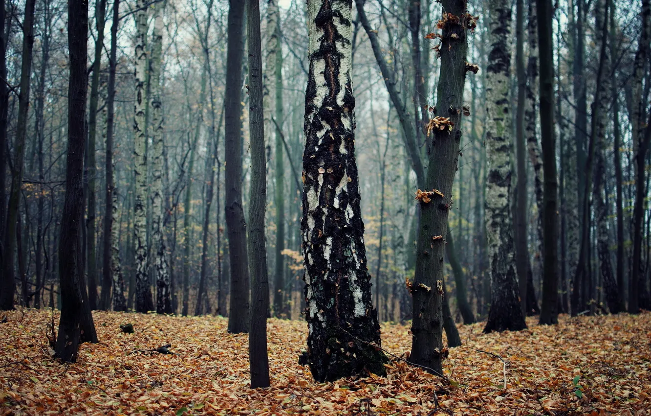 Photo wallpaper autumn, forest, nature