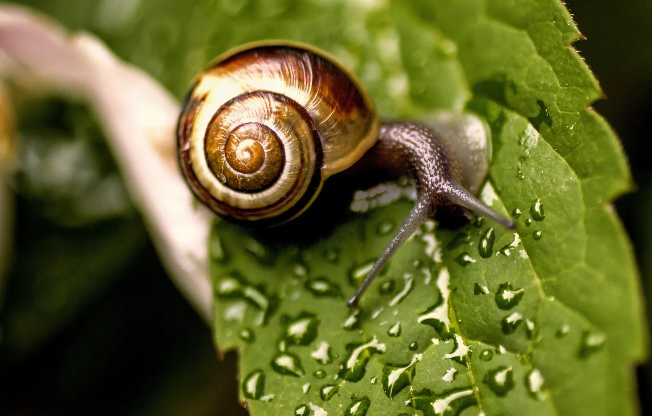 Photo wallpaper water, drops, Rosa, leaf, snail, sink, horn