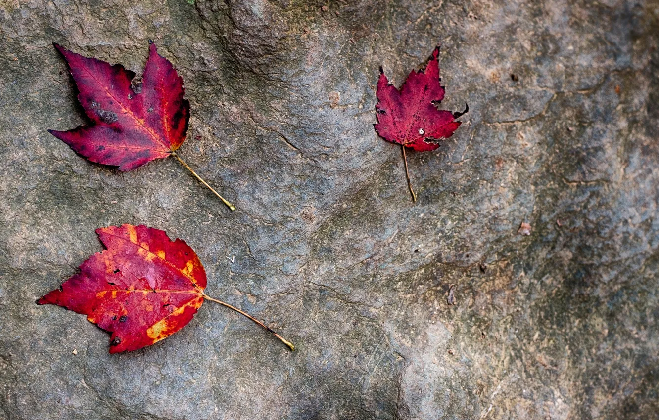 Photo wallpaper autumn, leaves, stones, the crimson