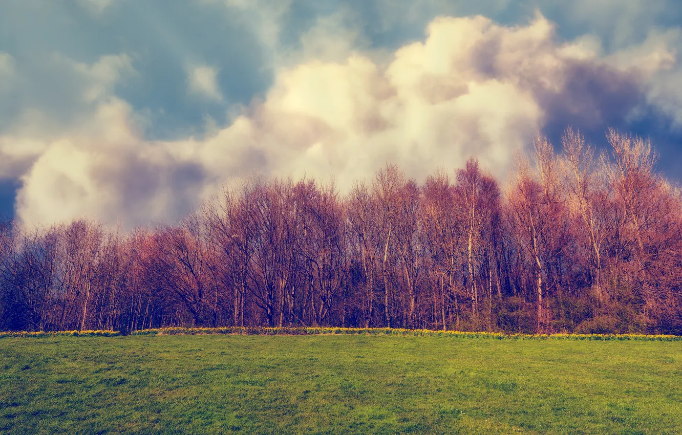 Photo wallpaper field, the sky, grass, clouds, trees