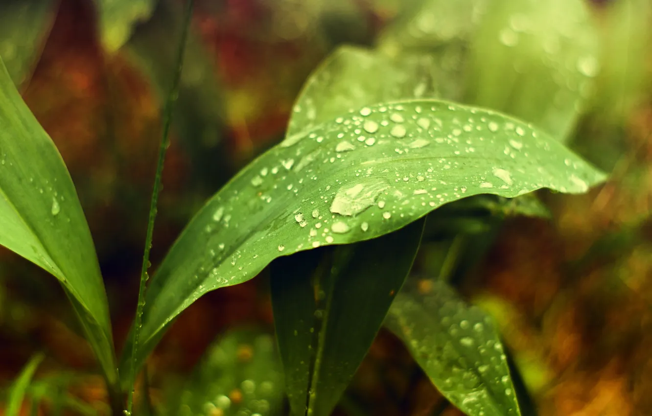 Photo wallpaper leaves, drops, nature, rain