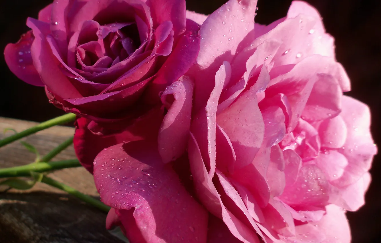 Photo wallpaper drops, roses, petals