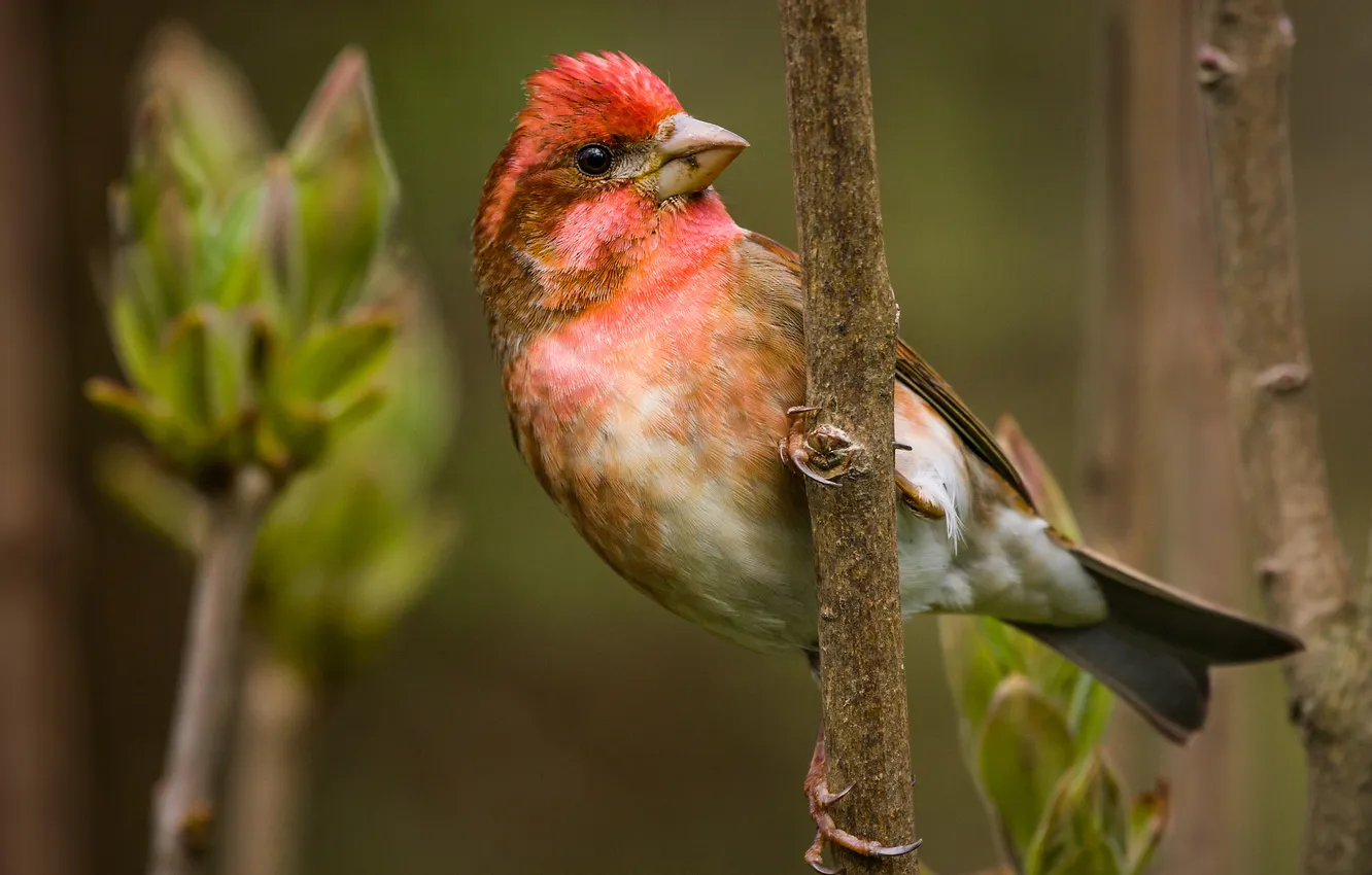 Photo wallpaper bird, branch, Chaffinch
