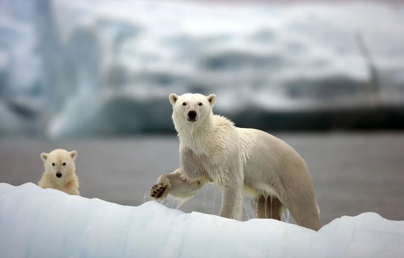 Photo wallpaper bear, polar bears, Arctic, bear