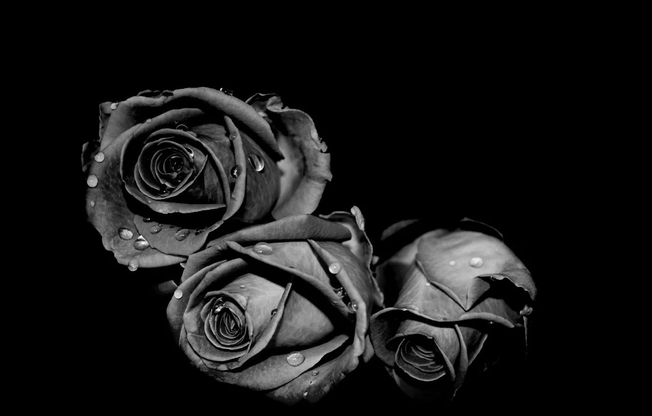Photo wallpaper water, flowers, photo, rose, drop, black and white