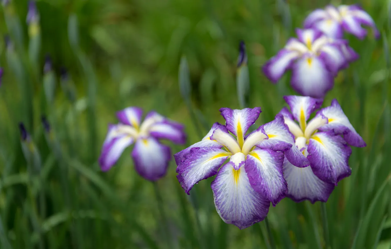 Photo wallpaper flowers, foliage, flowering, iris, white and purple