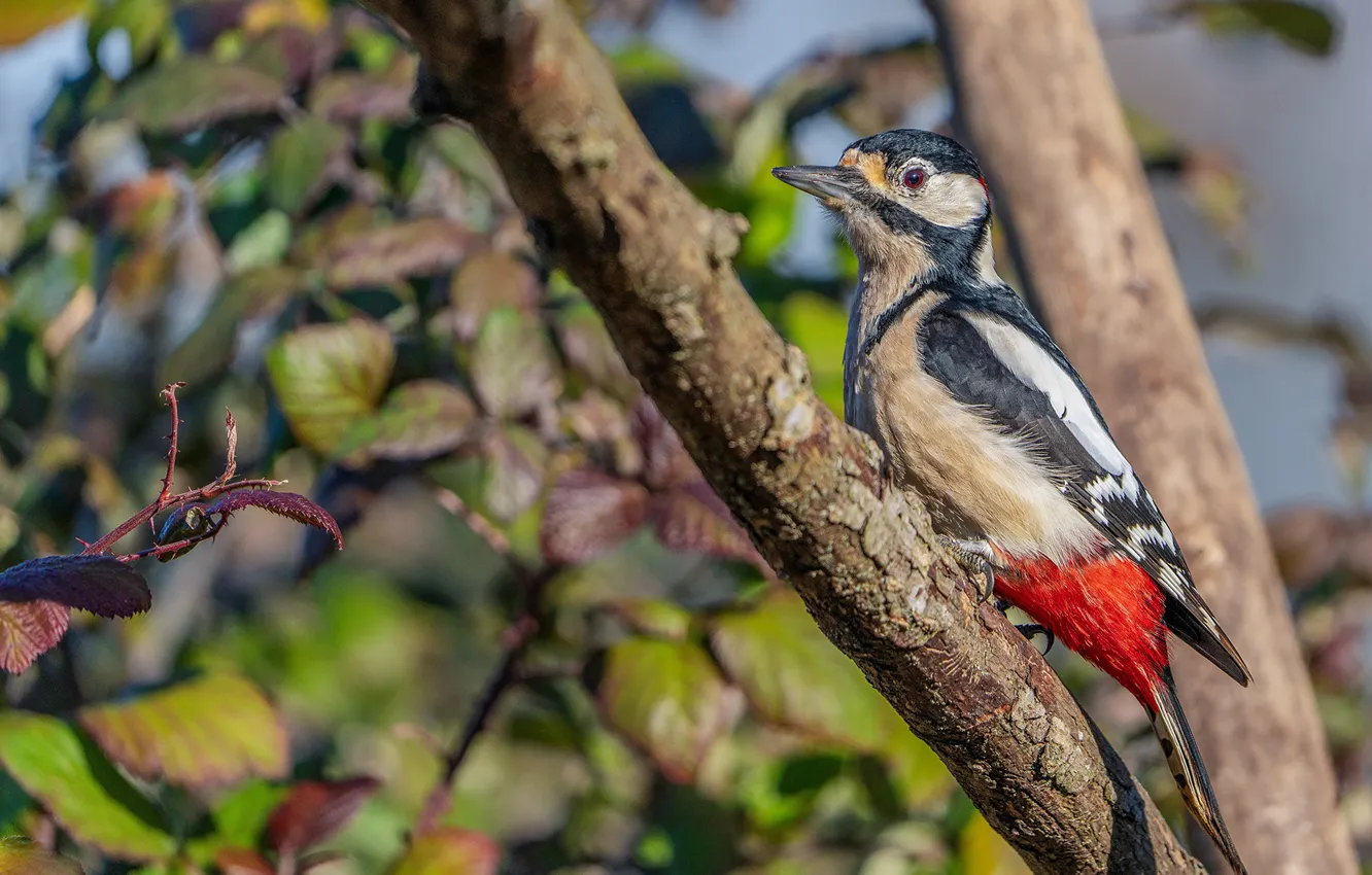 Photo wallpaper branches, bird, woodpecker
