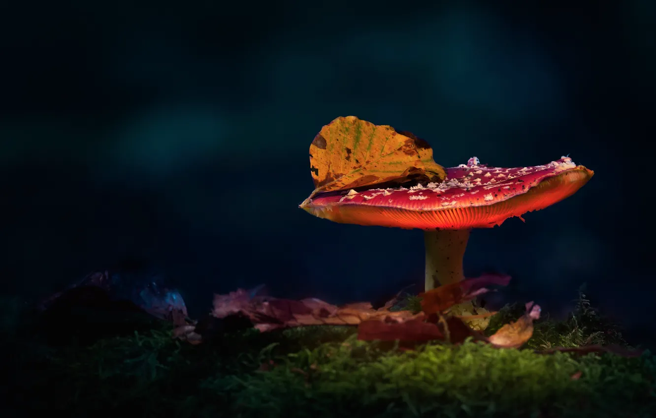 Photo wallpaper autumn, the dark background, glade, mushroom, leaf, mushroom