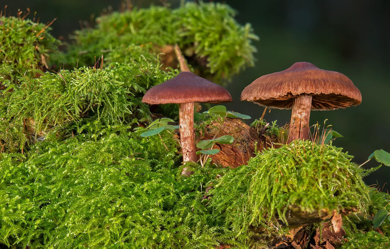 Photo wallpaper greens, mushrooms, moss, a couple, two