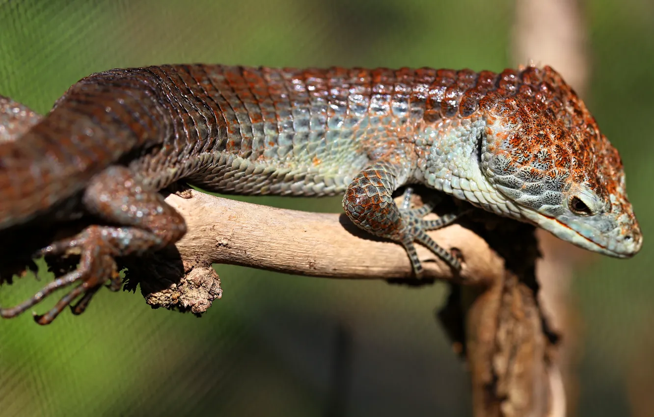 Photo wallpaper light, branches, pose, background, mesh, Shine, legs, scales