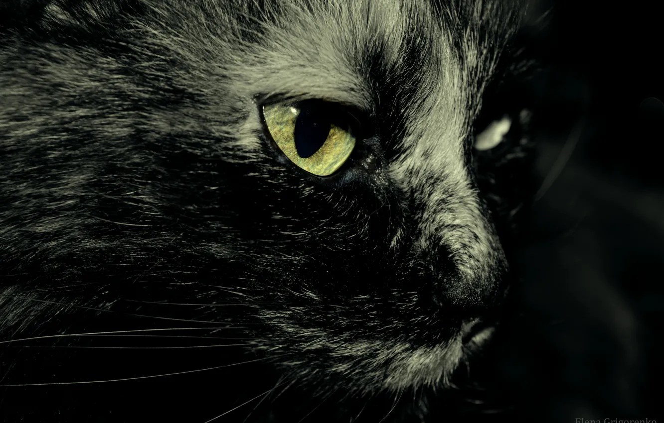 Photo wallpaper cat, eyes, vybrosy