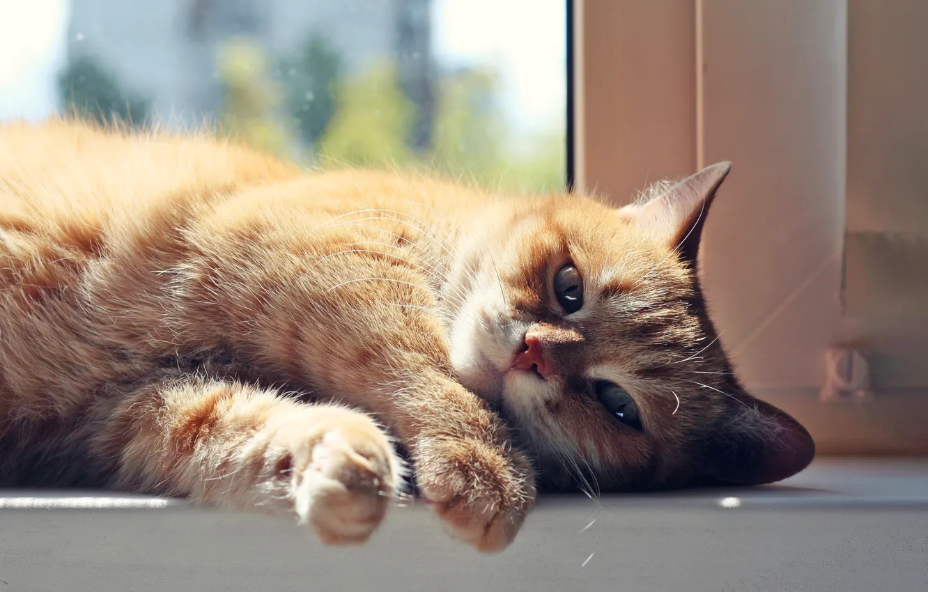 Photo wallpaper cat, cat, look, face, light, portrait, paws, window