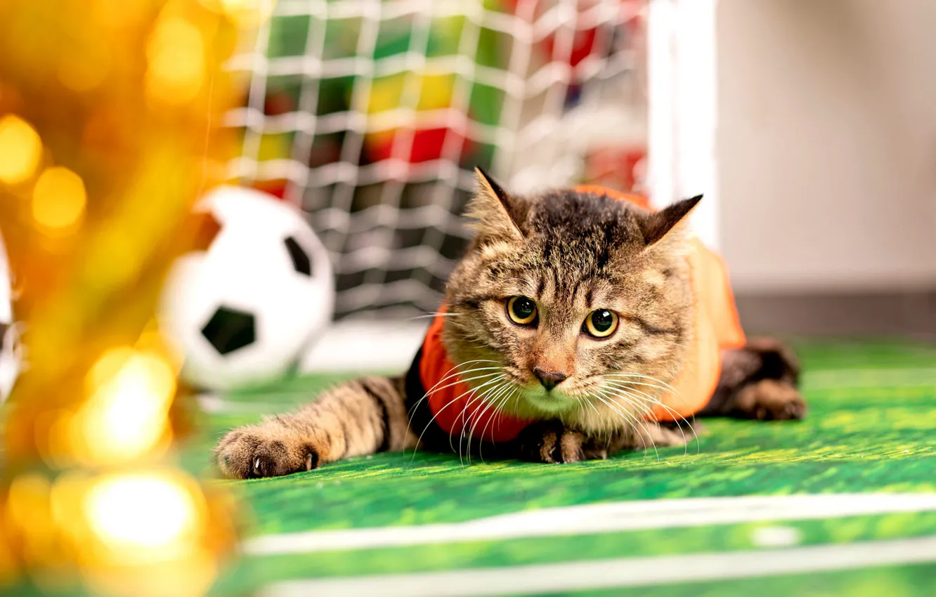 Photo wallpaper field, cat, cat, look, face, pose, mesh, football