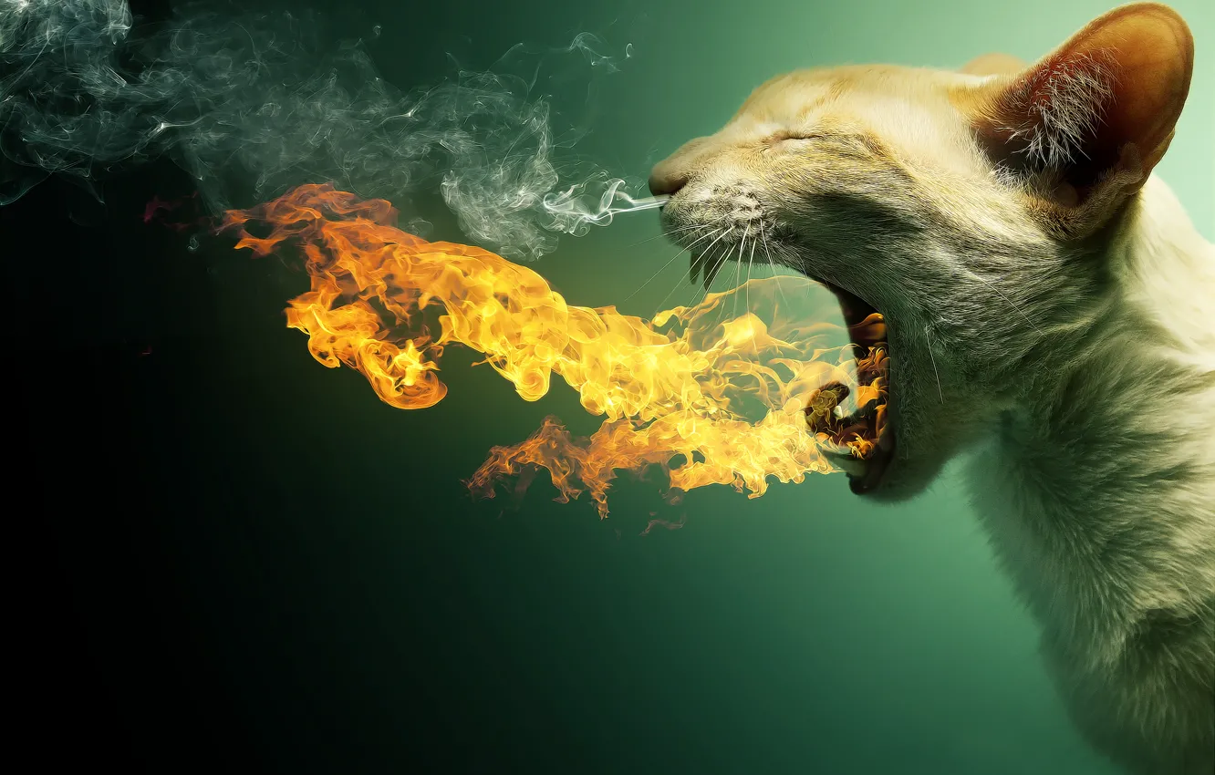 Photo wallpaper cat, cat, lights, teeth, mouth, burning, smoke. couples