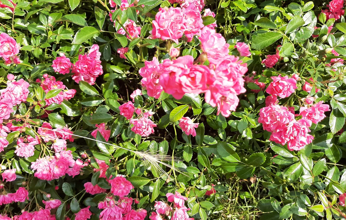 Photo wallpaper Flowers, Plants, Krzak, rubella