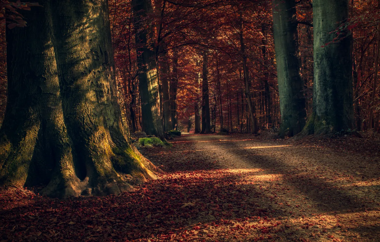 Photo wallpaper autumn, forest, leaves, trees, nature