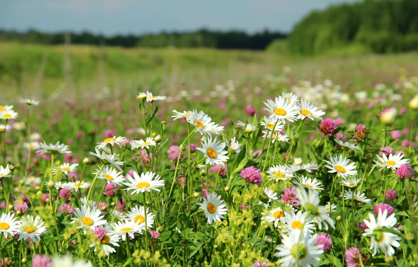 Photo wallpaper field, summer, flowers, nature