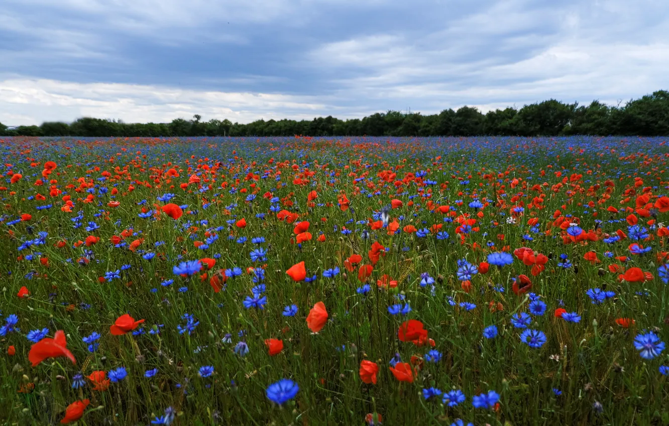 Photo wallpaper field, summer, flowers, Maki, cornflowers