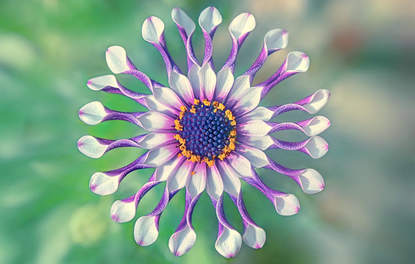 Photo wallpaper macro, petals, exotic